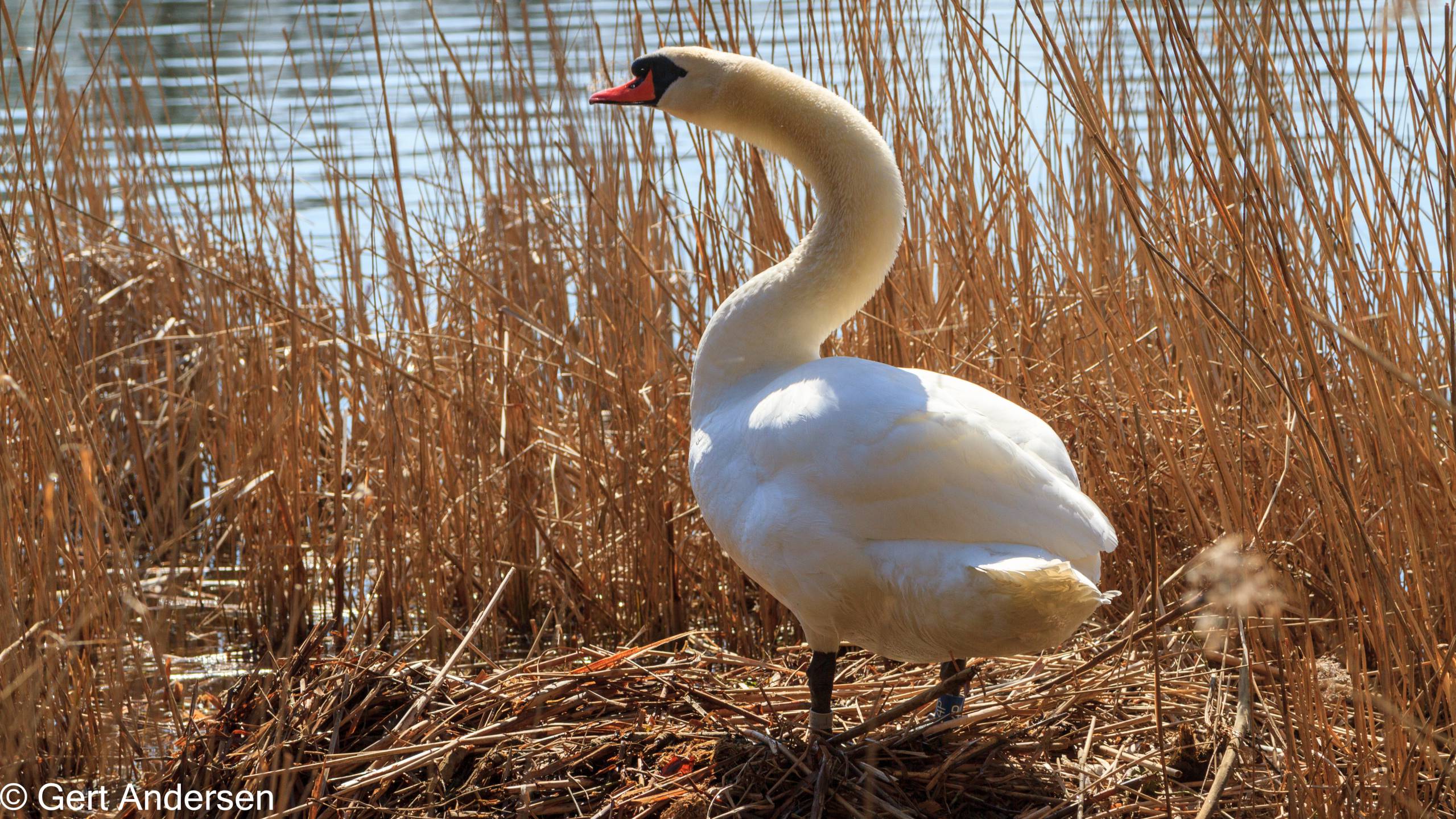 Lyngby Sø (17 of 37) compressed